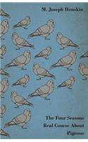 Four Seasons Real Course About Pigeons