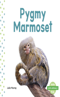 Pygmy Marmoset