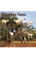 Goats in Trees 2021 Square