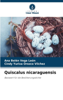 Quiscalus nicaraguensis