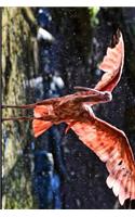Eudocimus Ruber Scarlet Ibis Wings Spread Journa