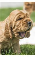 Puppy