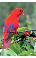 Red Lorikeet Notebook & Journal. Productivity Work Planner & Idea Notepad