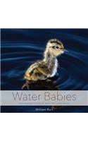 Water Babies: The Hidden Lives of Baby Wetland Birds
