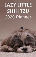 Lazy Little Shih Tzu