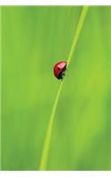 Ladybug and a Blade of Grass - Lined Notebook with Margins: 101 Pages, Medium Ruled, 6 x 9 Journal, Soft Cover