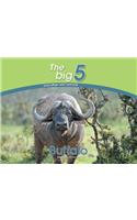 Buffalo