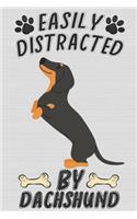 Easily Distracted By Dachshund