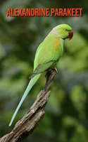 Alexandrine Parakeet