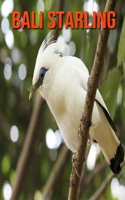 Bali Starling: Learn About Bali Starling and Enjoy Colorful Pictures