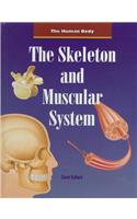 The Skeleton and Muscular System