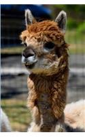 Llama Notebook