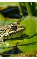 Frog Notebook