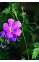 Cransebill Geranium Dissectum Flower Journal