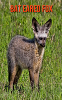 Bat Eared Fox: Amazing Facts & Pictures