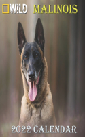 Malinois Calendar 2022