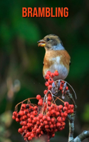 Brambling