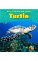 Sea Turtle