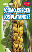 ¿Cómo Crecen Los Plátanos? (How Do Bananas Grow?)