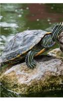 Hello Green Turtle Climbing on a Rock Journal: 150 Page Lined Notebook/Diary