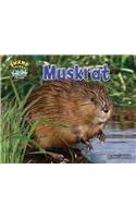 Muskrat