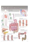 Digestive Process Wall Chart