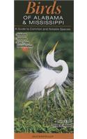 Birds of Alabama and Mississippi