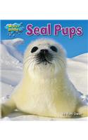 Seal Pups: (Water Babies)