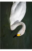 Bewick's Swan in the Water Journal: Take Notes, Write Down Memories in this 150 Page Lined Journal