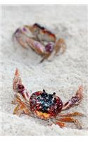 Crabs Notebook