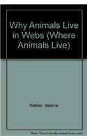 Why Animals Live in Webs