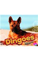 Dingoes