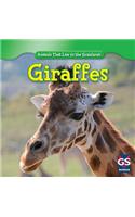 Giraffes