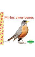 Mirlos Americanos (Robins)