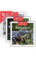 Swamp Animals (Set)