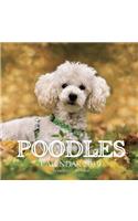 Poodles Calendar 2019: 16 Month Calendar