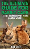 The Ultimate Guide for Rabbit Care