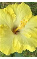 Single Yellow Hibiscus Bloom Journal