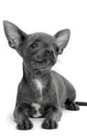 Chihuahua February Notebook & Journal. Productivity Work Planner & Idea Notepad
