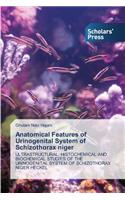 Anatomical Features of Urinogenital System of Schizothorax Niger