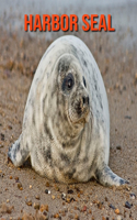 Harbor Seal