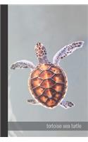 tortoise sea turtle