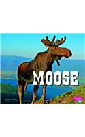 Moose