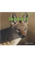 Jackals