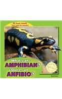 What's an Amphibian? / ¿Qué Es Un Anfibio?