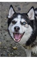 Happy Siberian Husky Dog Journal: 150 Page Lined Notebook/Diary(English)