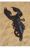 Emperor Scorpion (Pandinus Imperator) in Accra Ghana Journal: 150 page lined notebook/diary