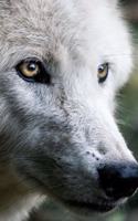Notebook: wolf predator wolves mammals creature nature