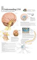 Understanding CNS Paper Poster
