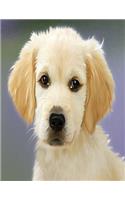 Golden Retriver Notebook: 8.5 X 11 202 College Ruled Pages